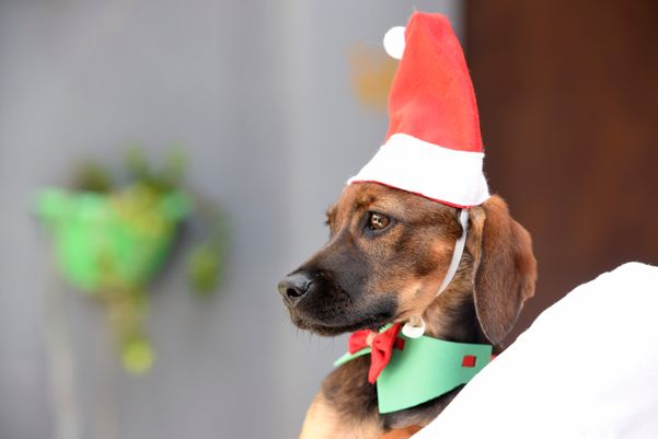 Data: 17/12/2019 - ES - Vitória - Esse cãozinho aguarda por adoção na Ong Patinhas Carentes - Editoria: Cidades - Foto: Carlos Alberto Silva - GZ por Carlos Alberto Silva