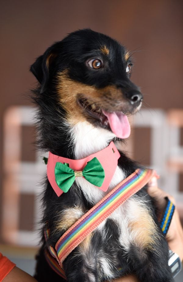 Data: 17/12/2019 - ES - Vitória - Esse cãozinho aguarda por adoção na Ong Patinhas Carentes - Editoria: Cidades - Foto: Carlos Alberto Silva - GZ por Carlos Alberto Silva