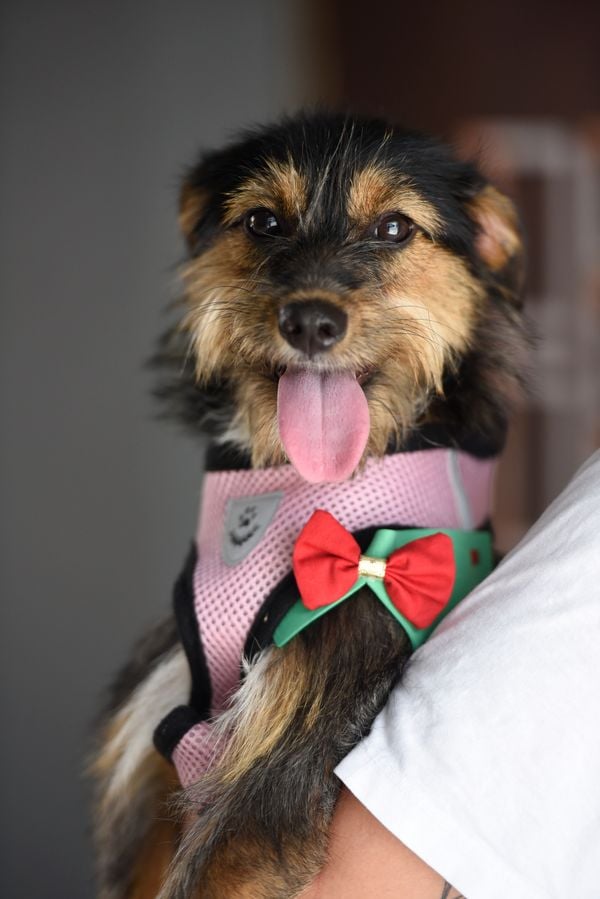 Data: 17/12/2019 - ES - Vitória - Esse cãozinho aguarda por adoção na Ong Patinhas Carentes - Editoria: Cidades - Foto: Carlos Alberto Silva - GZ por Carlos Alberto Silva