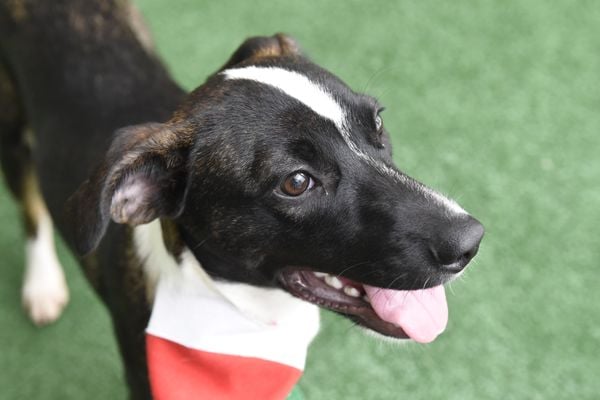 Data: 17/12/2019 - ES - Vitória - Esse cãozinho aguarda por adoção na Ong Patinhas Carentes - Editoria: Cidades - Foto: Carlos Alberto Silva - GZ por Carlos Alberto Silva