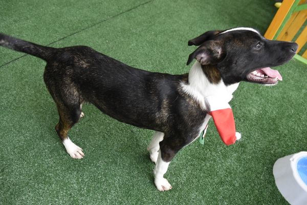 Data: 17/12/2019 - ES - Vitória - Esse cãozinho aguarda por adoção na Ong Patinhas Carentes - Editoria: Cidades - Foto: Carlos Alberto Silva - GZ por Carlos Alberto Silva