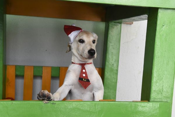 Data: 17/12/2019 - ES - Vitória - Esse cãozinho aguarda por adoção na Ong Patinhas Carentes - Editoria: Cidades - Foto: Carlos Alberto Silva - GZ por Carlos Alberto Silva