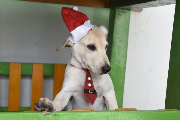 Data: 17/12/2019 - ES - Vitória - Esse cãozinho aguarda por adoção na Ong Patinhas Carentes - Editoria: Cidades - Foto: Carlos Alberto Silva - GZ por Carlos Alberto Silva