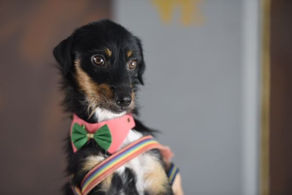 Data: 17/12/2019 - ES - Vitória - Esse cãozinho aguarda por adoção na Ong Patinhas Carentes - Editoria: Cidades - Foto: Carlos Alberto Silva - GZ por Carlos Alberto Silva