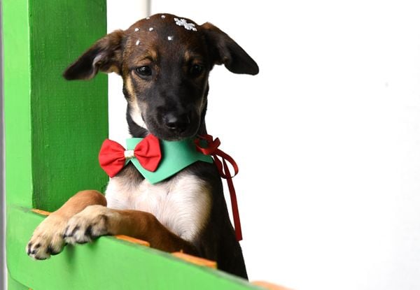 Data: 17/12/2019 - ES - Vitória - Esse cãozinho aguarda por adoção na Ong Patinhas Carentes por Carlos Alberto Silva