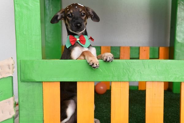 Data: 17/12/2019 - ES - Vitória - Esse cãozinho aguarda por adoção na Ong Patinhas Carentes por Carlos Alberto Silva