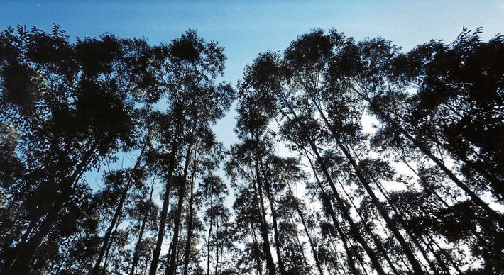 Oportunidades são para atuar nas operações florestais na Bahia, Espírito Santo e Minas Gerais; são cerca de 150 chances para quem tem nível fundamental