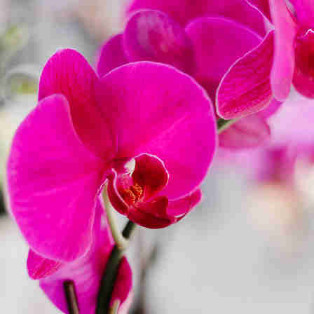 Imagem - Como cuidar de sua orquídea para ela durar mais tempo em casa