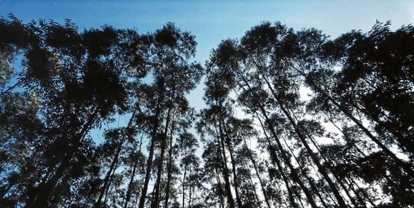 Floresta de eucalipto da Suzano