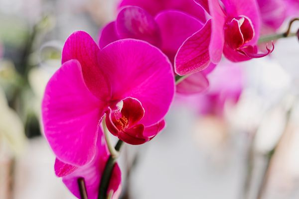 Como cuidar de sua orquídea para ela durar mais tempo em casa | A Gazeta