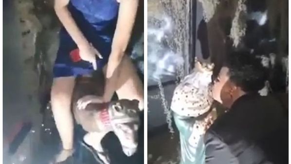 O grupo invadiu a encenação religiosa, danificou peças, um dos integrantes montou sobre os animais e outro ainda beijou a boca da imagem de um rei Mago