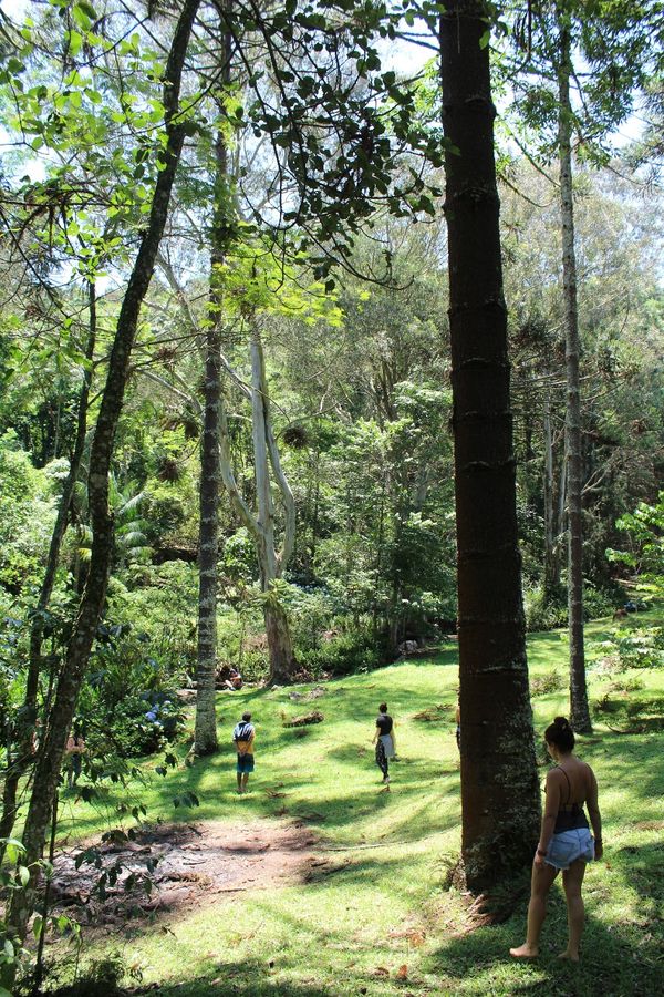 Grupo praticando Terapia Florestal em São Paulo por Divulgação/Leo Cabral