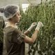 Devido à alta produtividade da erva, a Cannabis é uma opção para a indústria de papel e celulose