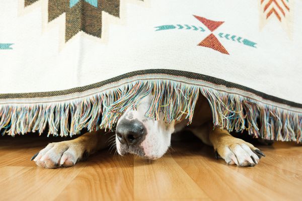 Assustado, cãozinho se esconde debaixo da cama: fogos de artifício podem ser uma tortura para os pets