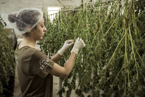 Devido à alta produtividade da erva, a Cannabis é uma opção para a indústria de papel e celulose. Crédito: Terre Di Cannabis/ Pixabay 