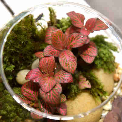 Imagem - Aprenda a fazer um terrário para a sua casa