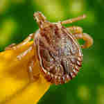 Imagem - Saiba o que é a febre maculosa, doença que matou jovem no Norte do ES