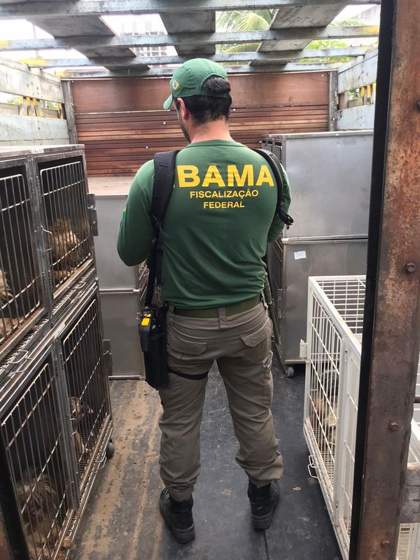 Animais resgatados de canil particular de Vila Velha que estavam sofrendo maus tratos por Divulgação