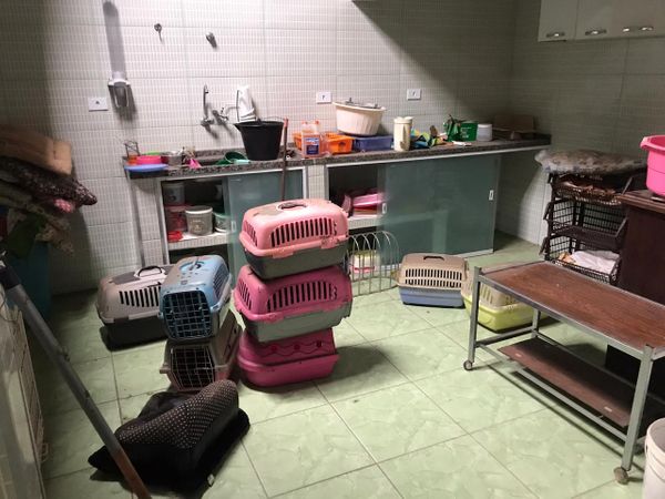 Animais resgatados de canil particular de Vila Velha que estavam sofrendo maus tratos por Divulgação