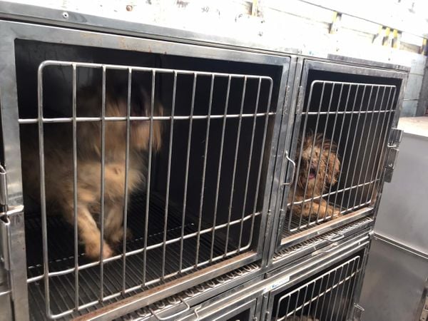 Animais resgatados de canil particular de Vila Velha que estavam sofrendo maus tratos por Divulgação