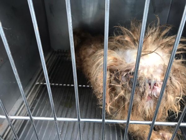 Animais resgatados de canil particular de Vila Velha que estavam sofrendo maus tratos por Divulgação