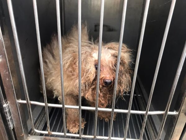 Animais resgatados de canil particular de Vila Velha que estavam sofrendo maus tratos por Divulgação