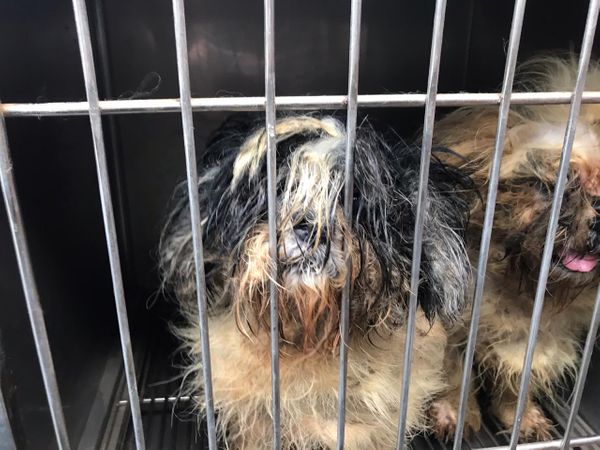 Animais resgatados de canil particular de Vila Velha que estavam sofrendo maus tratos por Divulgação