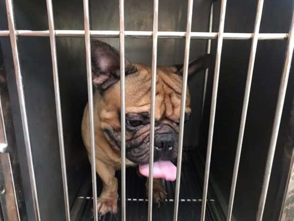 Animais resgatados de canil particular de Vila Velha que estavam sofrendo maus tratos por Divulgação