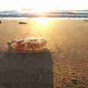 Imagem - Foi queimado por água-viva? Nada de colocar xixi na lesão. Veja o que fazer