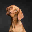 Imagem - Mel e Thor foram os nomes preferidos para cachorros no Brasil em 2019