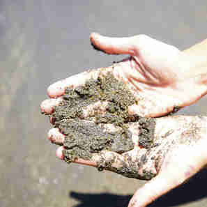 Imagem - Veja novas descobertas científicas sobre a areia monazítica de Guarapari