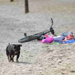 Imagem - Saiba como agir ao encontrar um animal com sinais de maus-tratos no ES