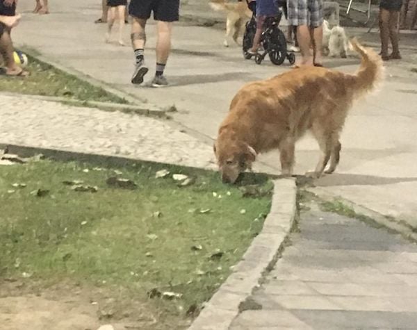 Cachorro circula sem coleira ou guia em praça de Jardim Camburi, Vitória