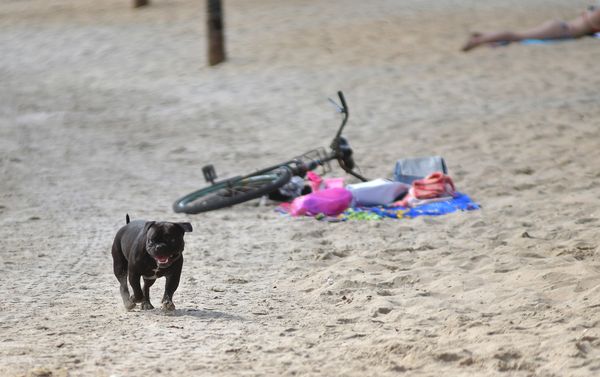 Data: 16/01/2020 - ES - Vitória - Cachorro sem coleira na Praia de Camburi, em Vitória - Editoria: Cidades - Fernando Madeira - GZ