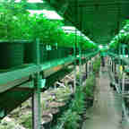 Imagem - Suprema Corte do México descriminaliza uso recreativo da maconha