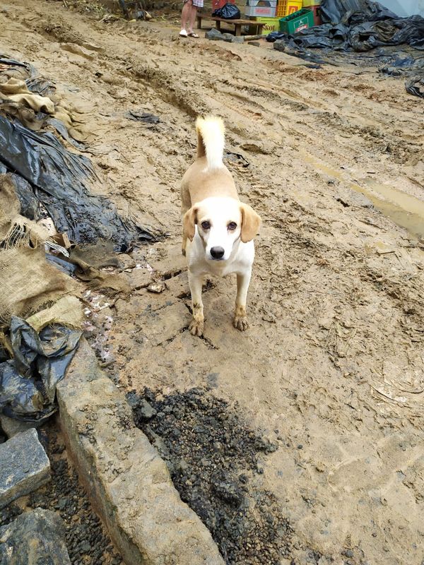 undefined por GRAD (Grupo de Resgate de animais em desastres)