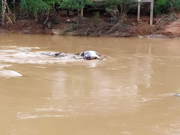 undefined por GRAD (Grupo de Resgate de animais em desastres)