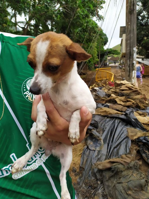 Resgate de animais no Sul do Estado. Crédito: GRAD (Grupo de Resgate de animais em desastres)
