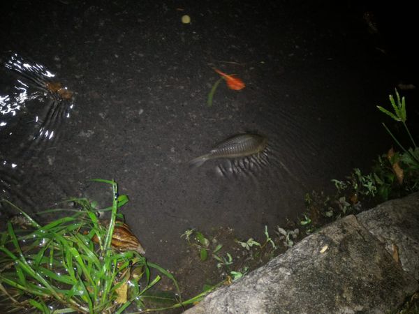 Chuva provoca alagamentos no Bairro das Laranjeiras, na Serra por Igor Gobetti