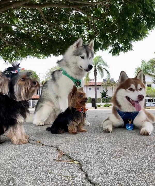 Toby e Angel com os amiguinhos em Vitória. Crédito: Divulgação