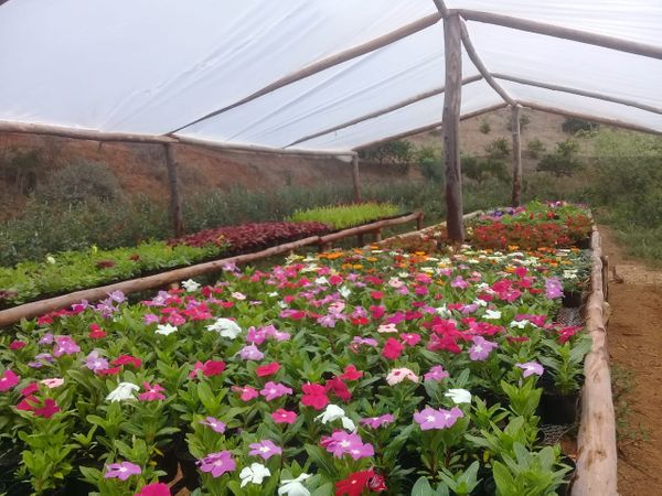 Plantio de café da família de Danieli Beccalli, em Itarana, abriu espaço para o de flores. Crédito: Arquivo pessoal