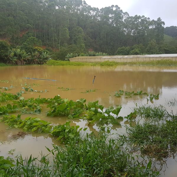 Produção de hortaliçãs foi inundada em Santa Maria do Jetibá por Débora Tesch