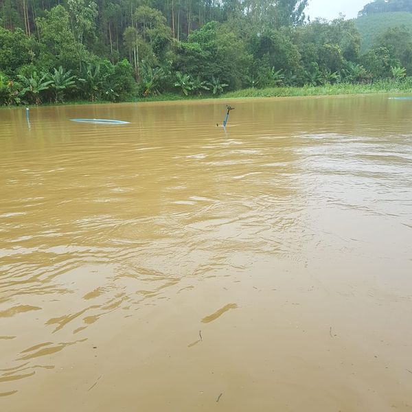 Produção de hortaliçãs foi inundada em Santa Maria do Jetibá por Débora Tesch