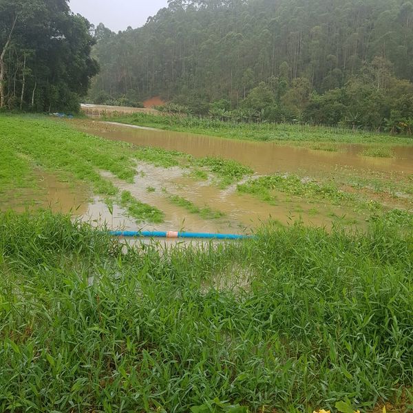 Produção de hortaliçãs foi inundada em Santa Maria do Jetibá por Débora Tesch