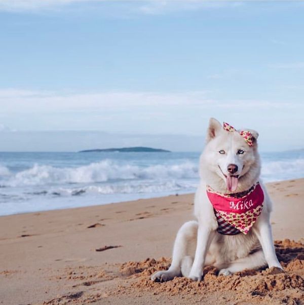 Mika belíssima curtindo uma praia. . Crédito: Divulgação