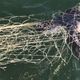 Imagem - Ambientalistas encontram 25 tartarugas mortas por semana em Vitória