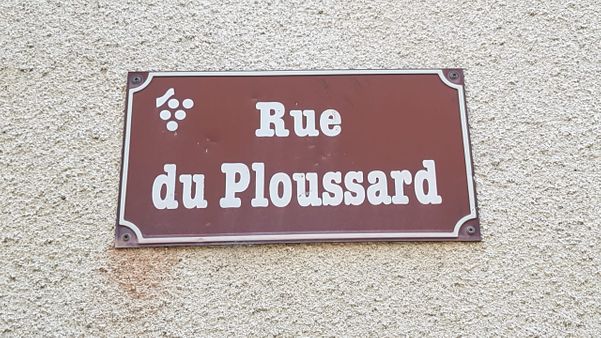 A uva Poulsard também recebe nomes regionais como Ploussard, Peloussard e Pleusard. Crédito: Luiz Cola