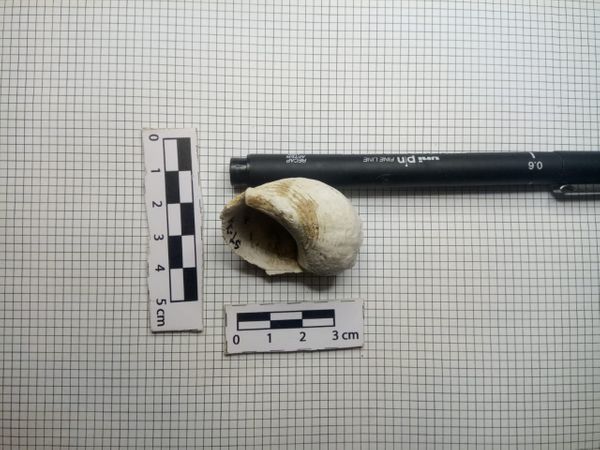 Peça encontrada no sítio arqueológico. Crédito: Divulgação/Iema