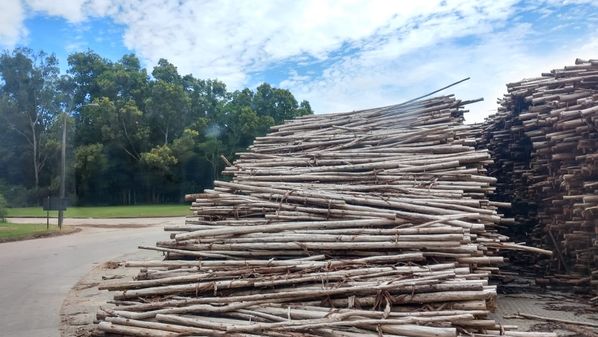 Em maio, foram anunciados ao menos novos quatro projetos de negócios mesmo em meio à pandemia. Estado também tem conseguido manter negócios já anunciados, como as indústrias de eletrodomésticos e a fábrica de papel