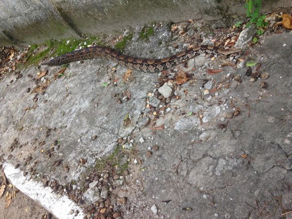 A jiboia na calçada ao lado do muro da Marinha, na Prainha. Crédito: Foto do leitor